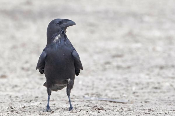 Tipos de corvos - Corvus cryptoleucus