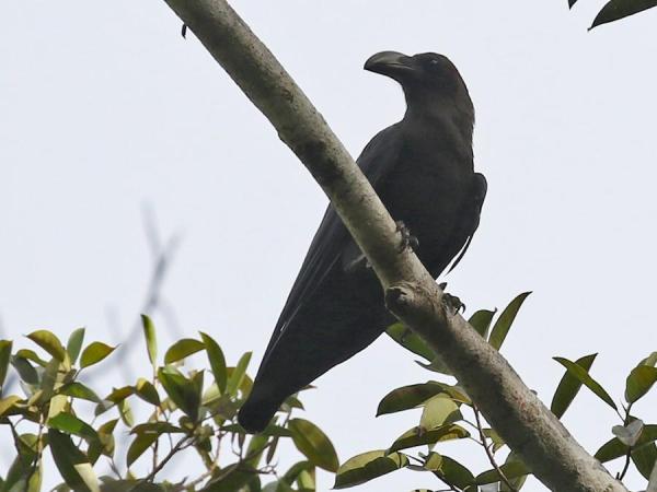 Tipos de corvos - Corvus fuscicapillus