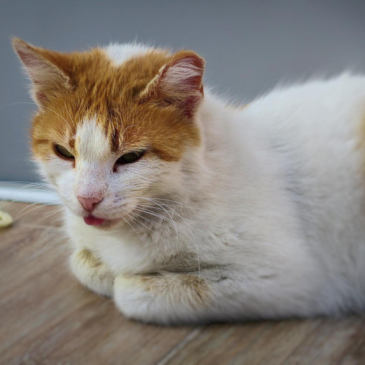 Síndrome Urológica felina - tratamento e sintomas