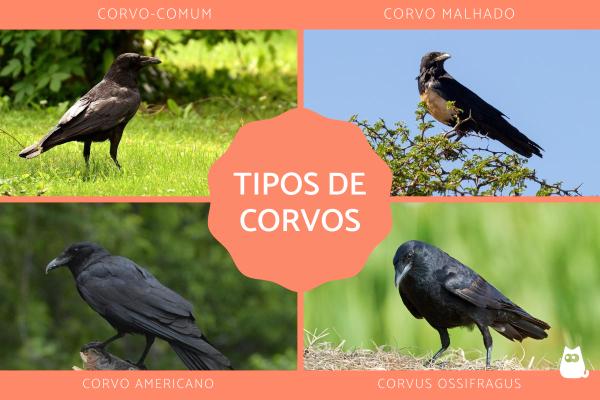 Tipos de corvos