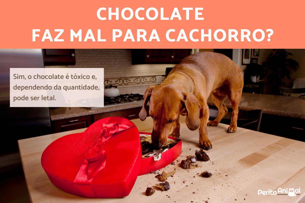 Chocolate faz mal para cachorro?