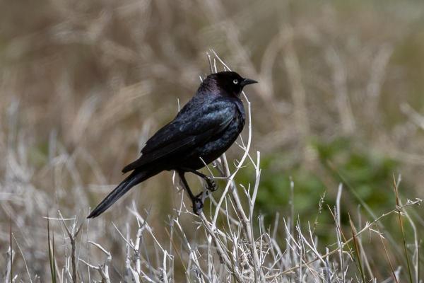 Aves negras: nomes, tipos e características - 10. Graúna-de-brewer (Euphagus cyanocephalus)
