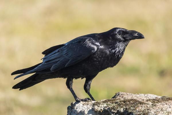 Aves negras: nomes, tipos e características - 1. Corvo-comum (Corvus corax)