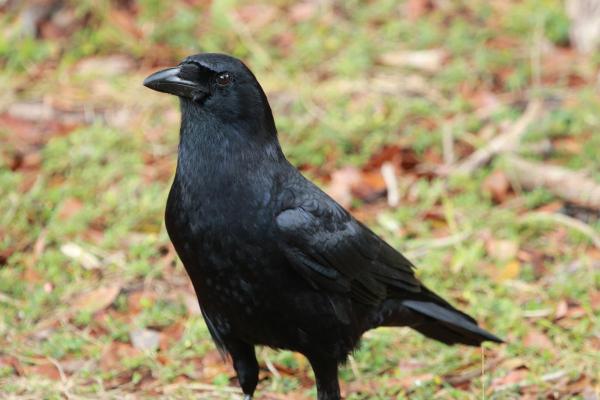 Aves negras: nomes, tipos e características - 2. Corvo-americano (Corvus brachyrhynchos)