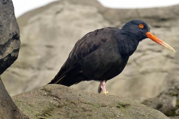 Aves negras: nomes, tipos e características - 5. Piru-piru-preto-norteamericano (Haematopus bachmani)