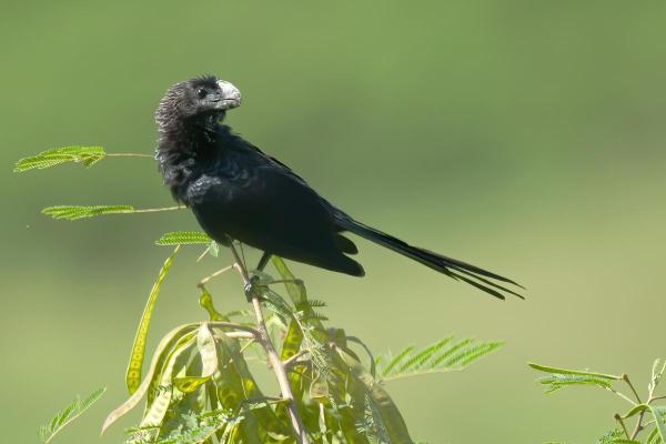 Aves negras: nomes, tipos e características - 7. Anu-preto (Crotophaga ani)