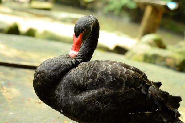 Aves negras: nomes, tipos e características - 9. Cisne-negro (Cygnus atratus)