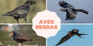 Aves negras: nomes, tipos e características