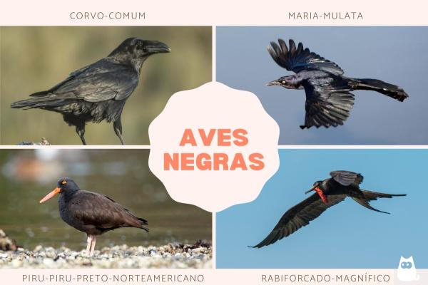 Aves negras: nomes, tipos e características