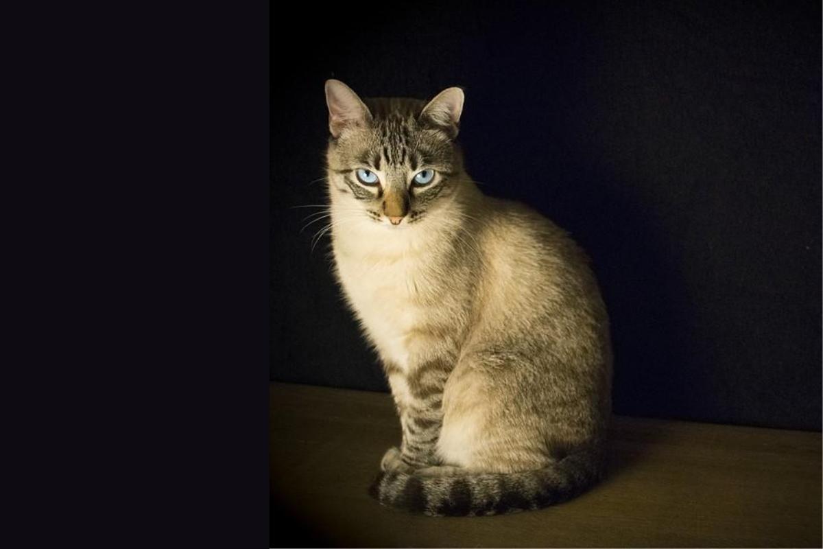 Giardíase em gatos - Sintomas e tratamento