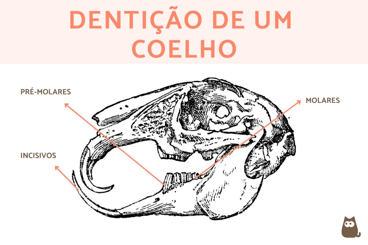 Quantos dentes tem um coelho?