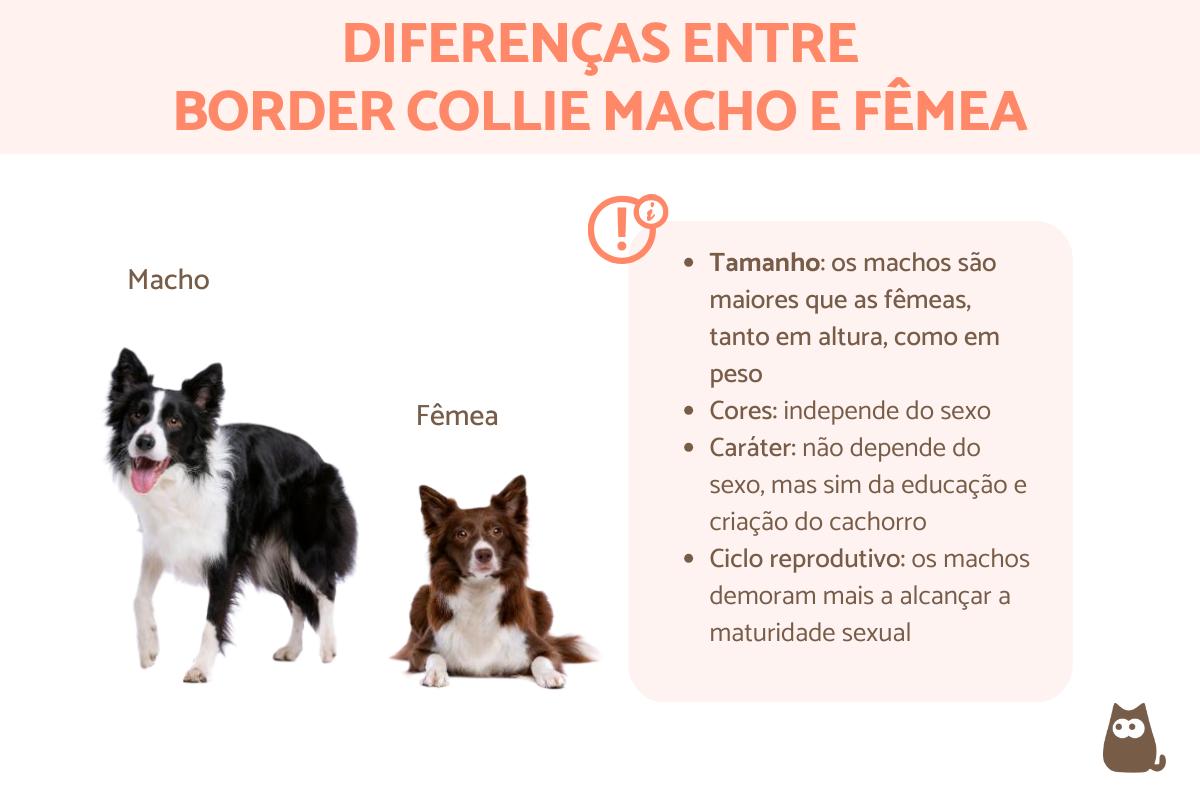 Diferenças entre border collie macho e fêmea