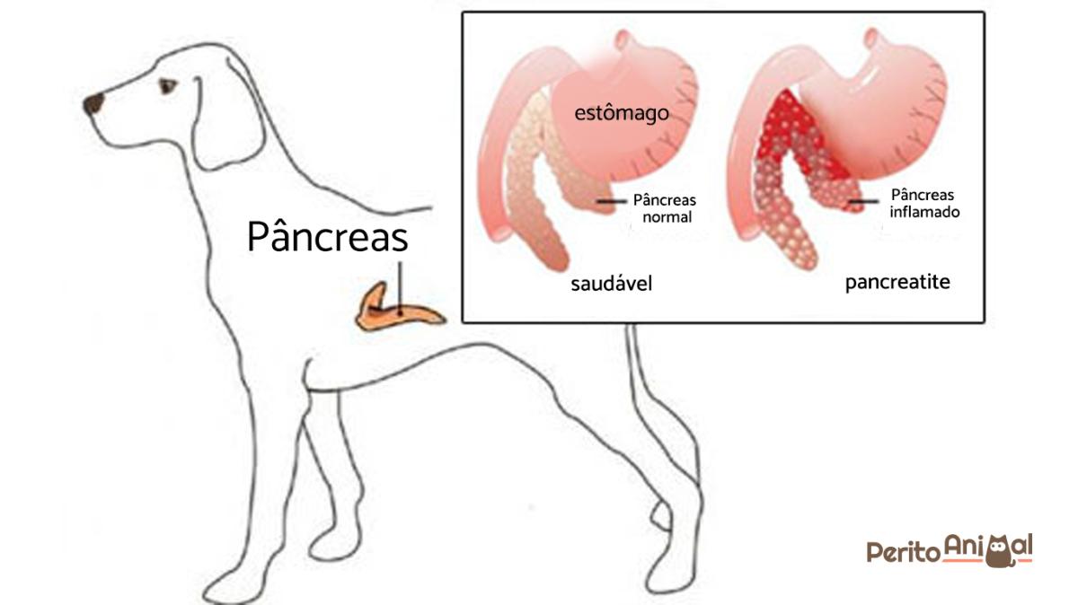 Pancreatite canina: causas e tratamento