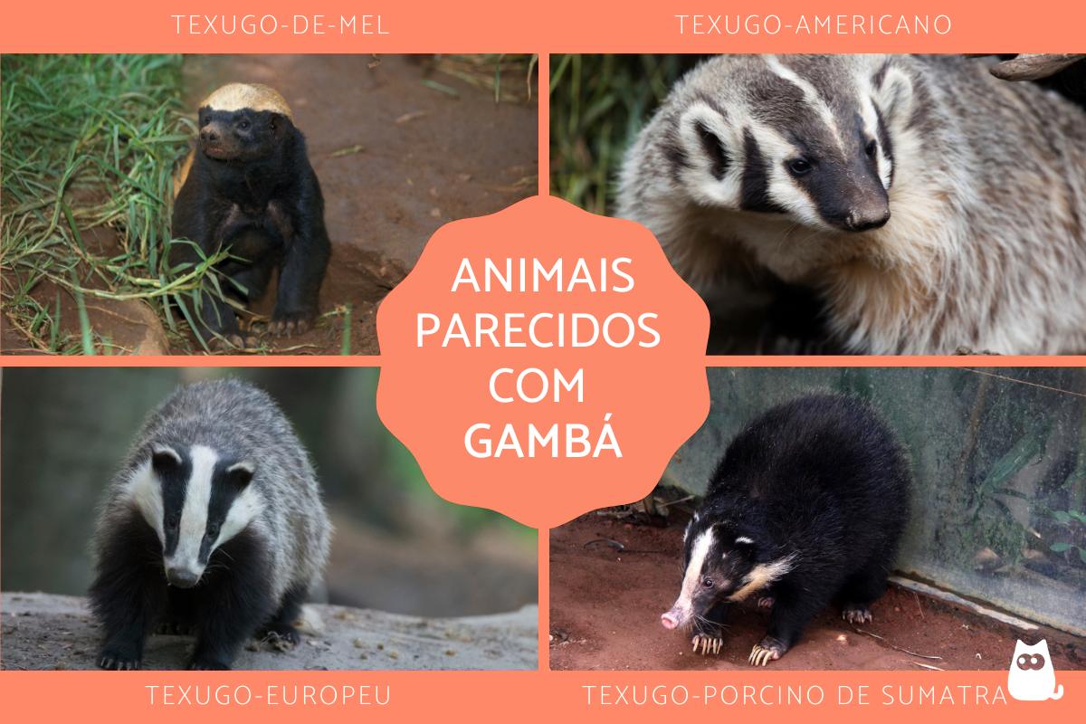 Animais parecidos com gambá