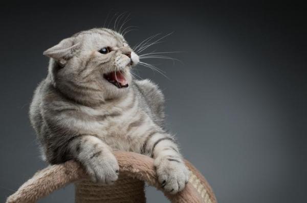 Meu gato come plástico: por que e o que fazer? - 3. Sofre de estresse