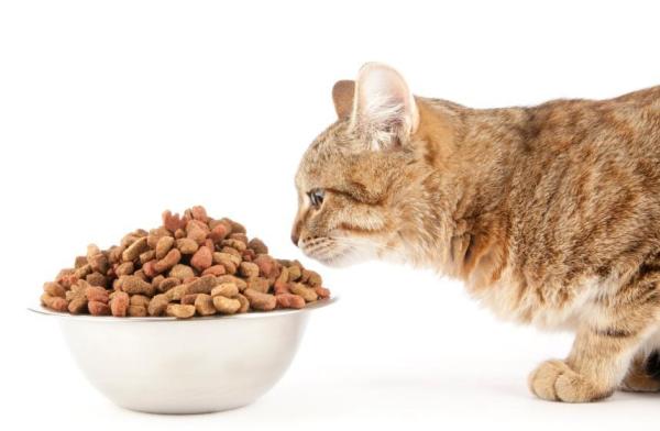 Meu gato come plástico: por que e o que fazer? - 5. Ajuda na digestão