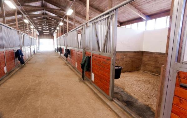 Cavalo dorme em pé? - Como os cavalos dormem no estábulo?