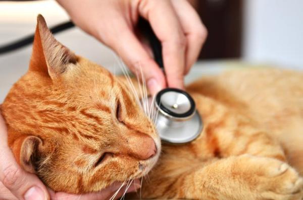 Meu gato come plástico: por que e o que fazer? - Ele gosta de plástico?