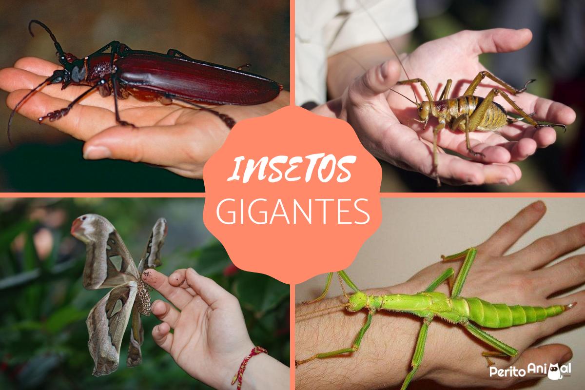 Insetos gigantes - Características, espécies e imagens