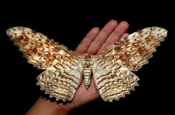 Insetos gigantes - Características, espécies e imagens -