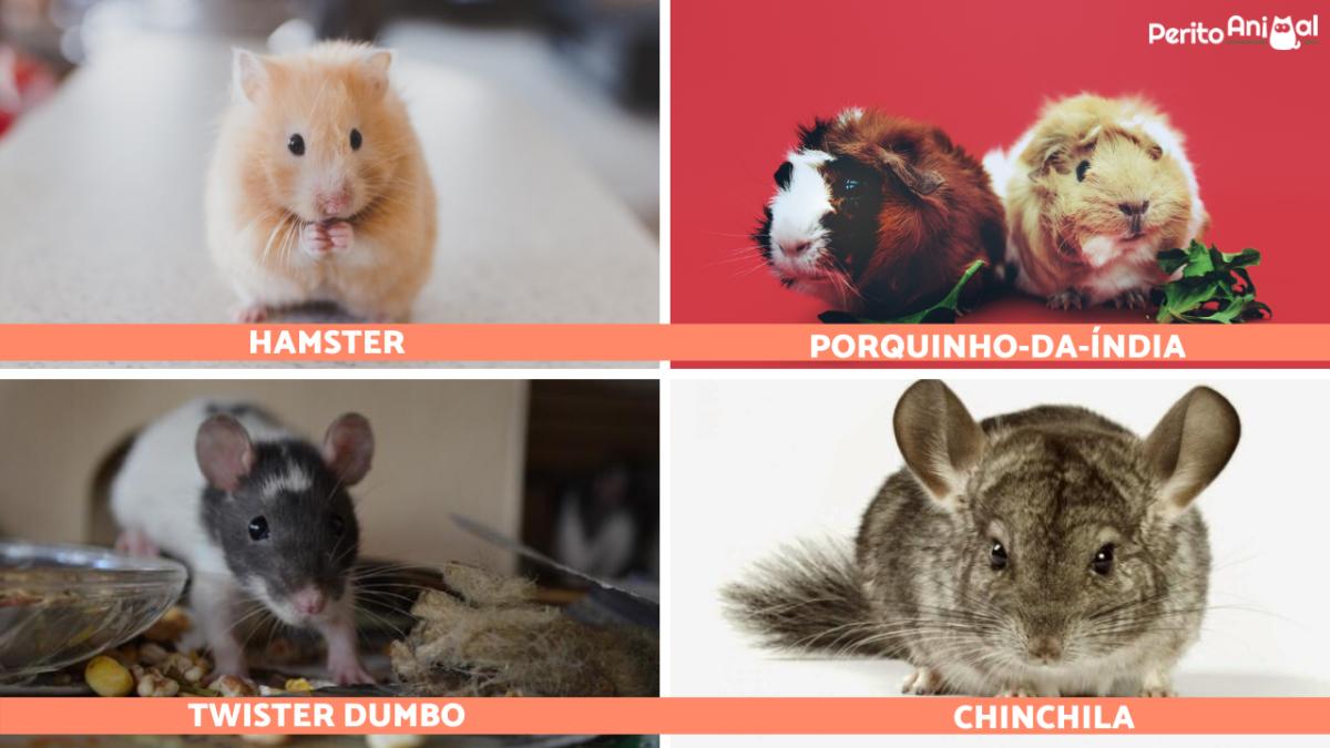 Roedores de estimação: espécies, raças e características