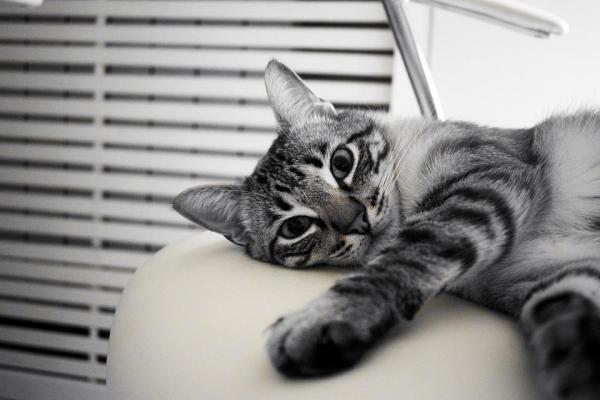 Rim policístico em gatos - Sintomas e tratamento - Sintomas de doença renal policística em gatos