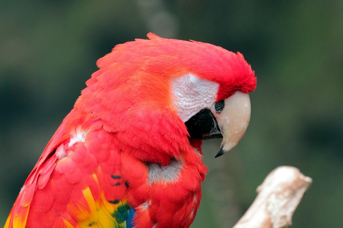 Como as aves dormem?