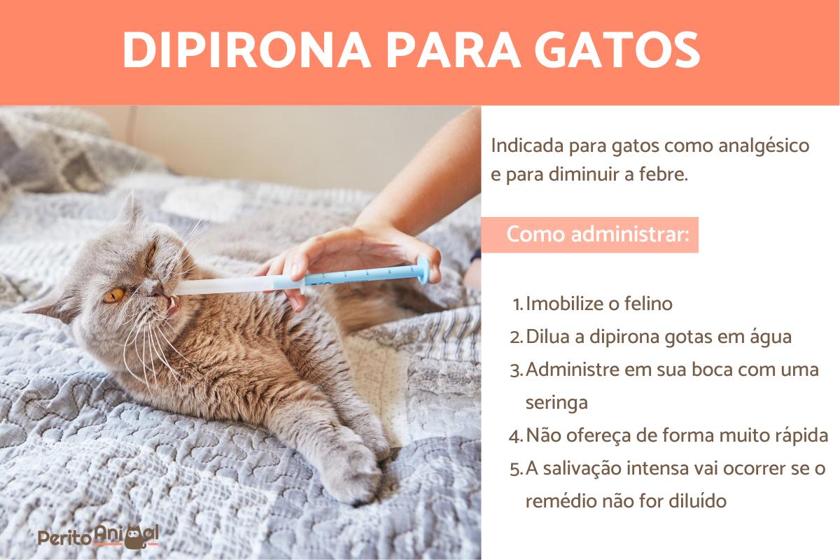 Como dar dipirona para gato - Dosagem e contraindicações