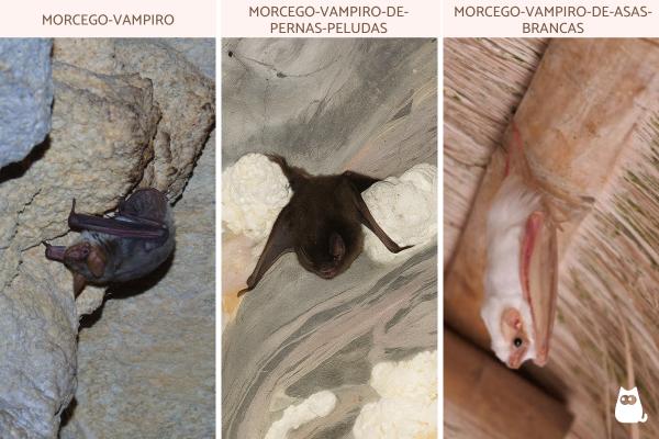 Curiosidades sobre morcegos - 2. Alguns se alimentam apenas de sangue