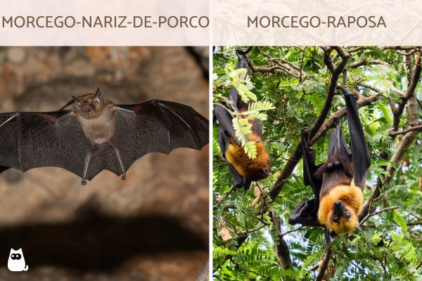 Curiosidades sobre morcegos - 7. Existem morcegos pequenos e gigantes