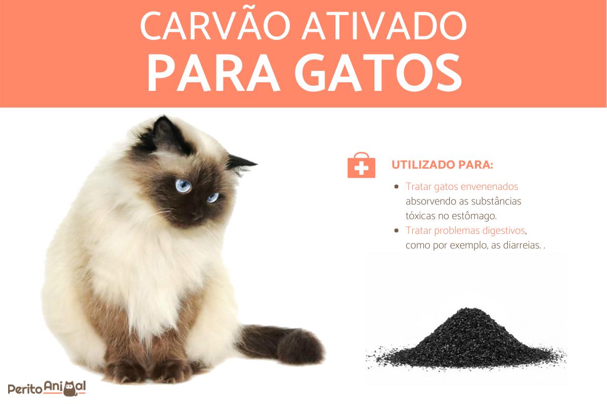 Carvão ativado para gatos: como e quando usar