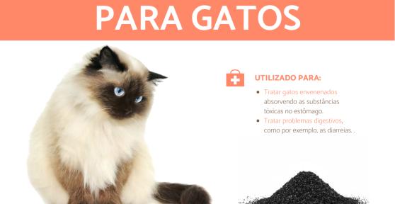 Carvão ativado para gatos: como e quando usar