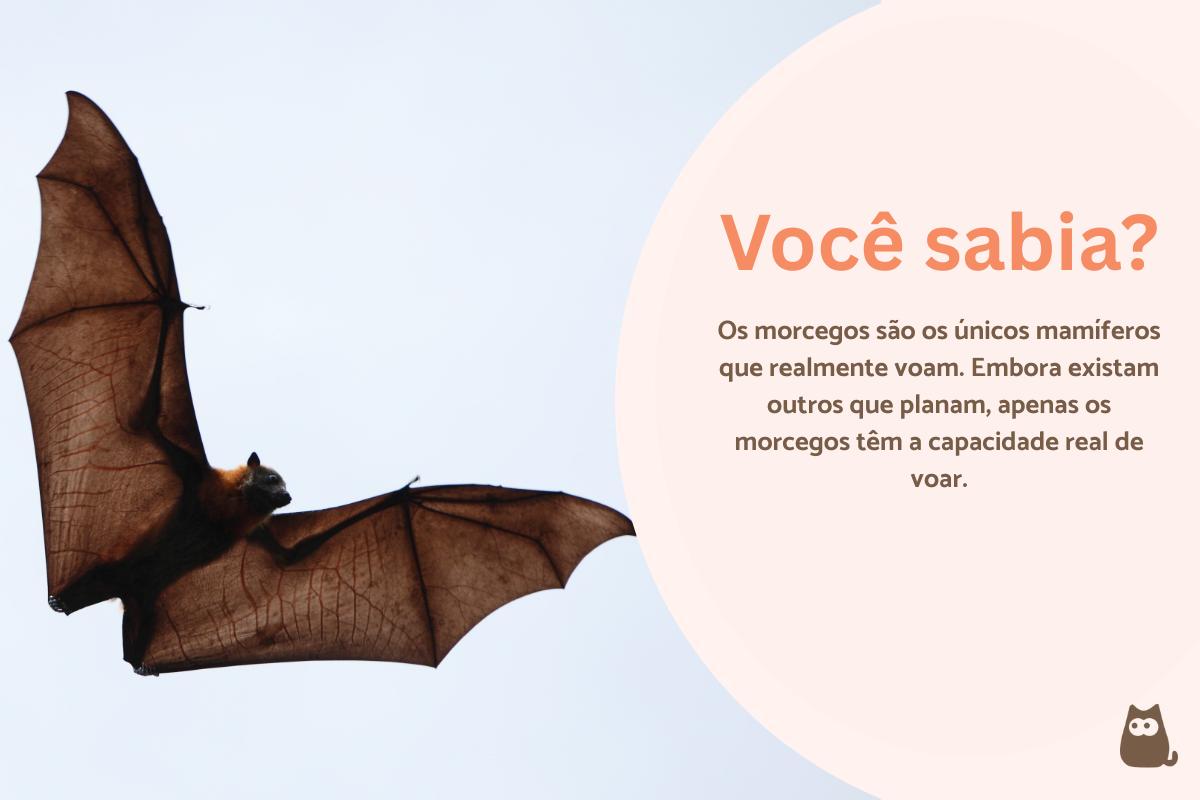 Curiosidades sobre morcegos