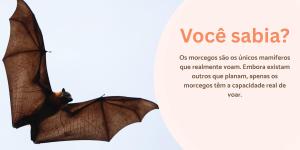 Curiosidades sobre morcegos