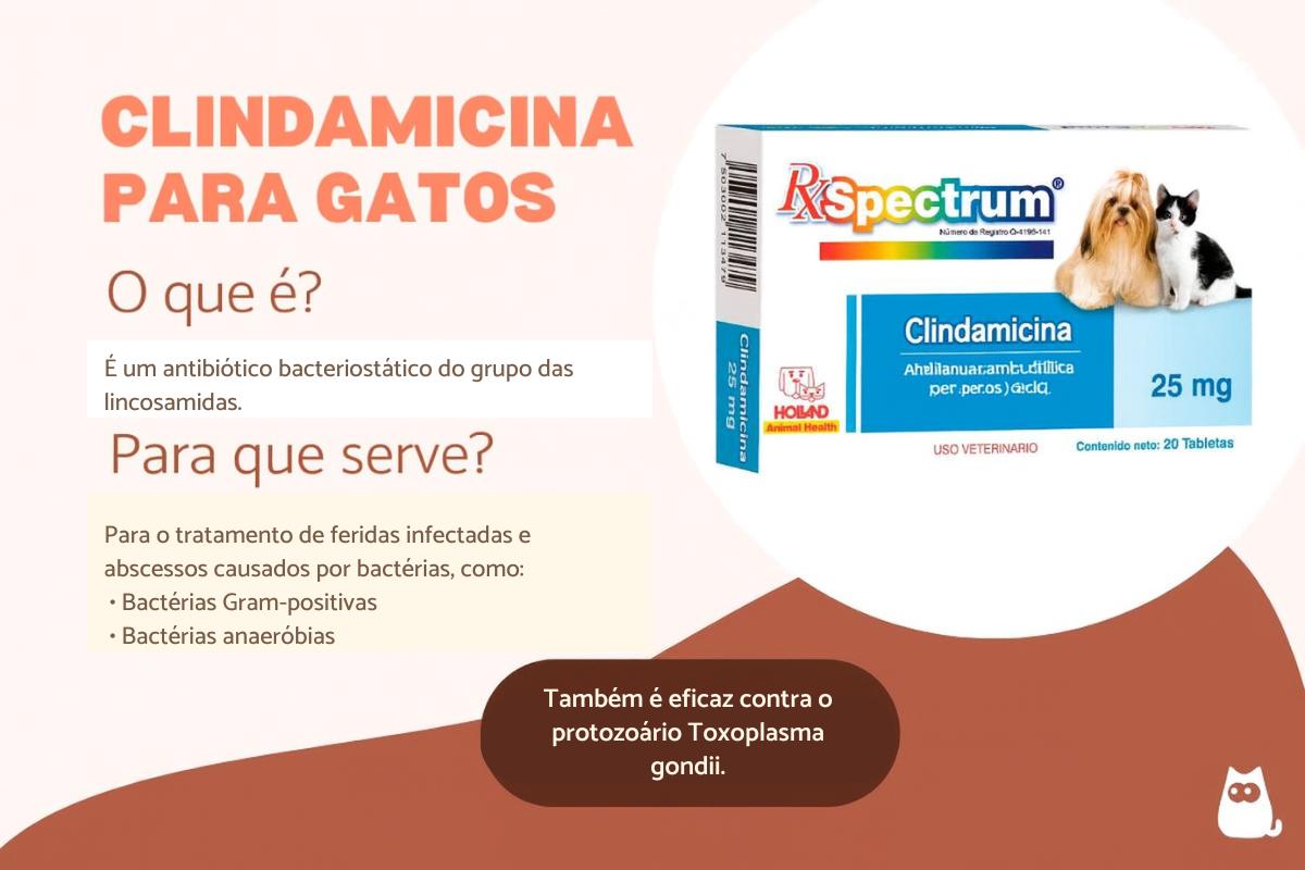 Clindamicina para gatos: doses, usos e efeitos colaterais