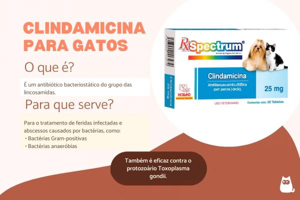 Clindamicina para gatos: doses, usos e efeitos colaterais