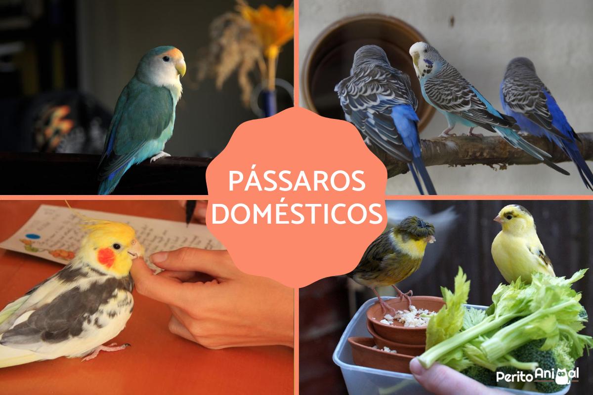 Pássaros domésticos: 6 melhores espécies para ter em casa