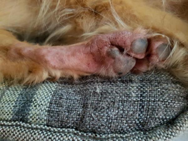 Patas avermelhadas em cachorros - Causas, tratamentos e remédios
