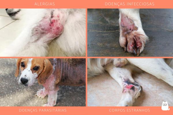 Patas avermelhadas em cachorros - Causas, tratamentos e remédios - Por que o cachorro fica com as patas avermelhadas