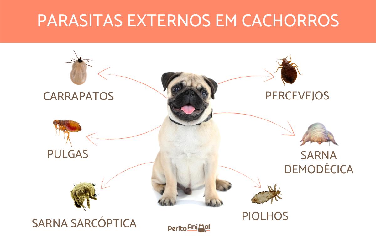 Os parasitas externos do cachorro
