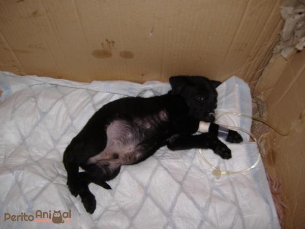 Cachorro doente: 13 sintomas comuns - Sintomas de cachorro doente mais difíceis de identificar