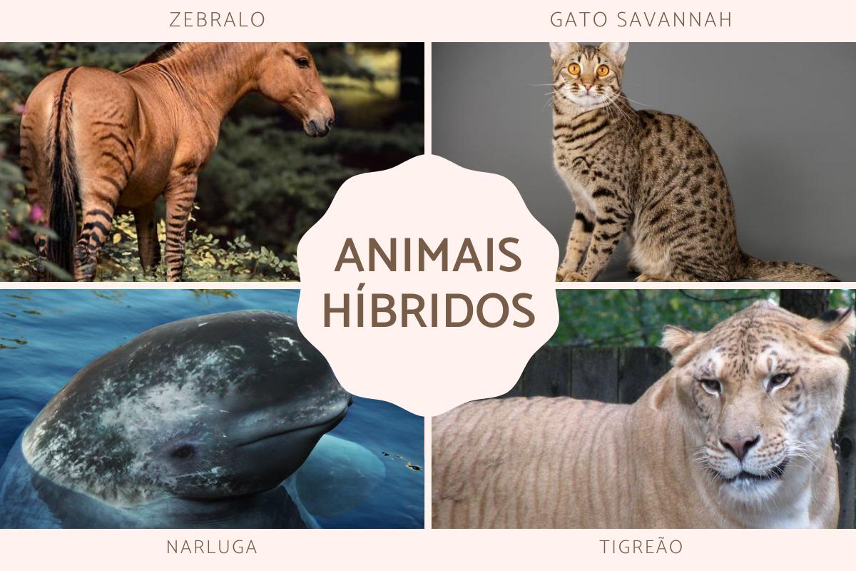 +20 animais híbridos reais - Exemplos e características