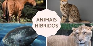 +20 animais híbridos reais - Exemplos e características