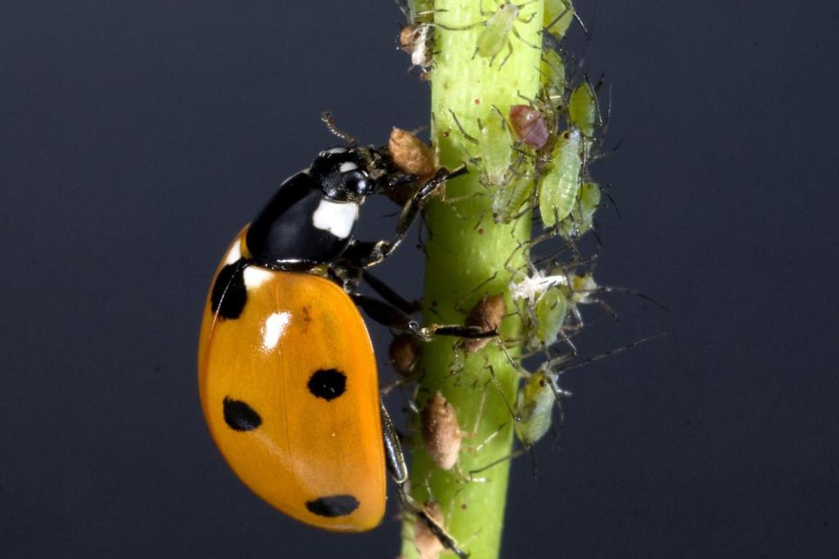 O que a joaninha come?