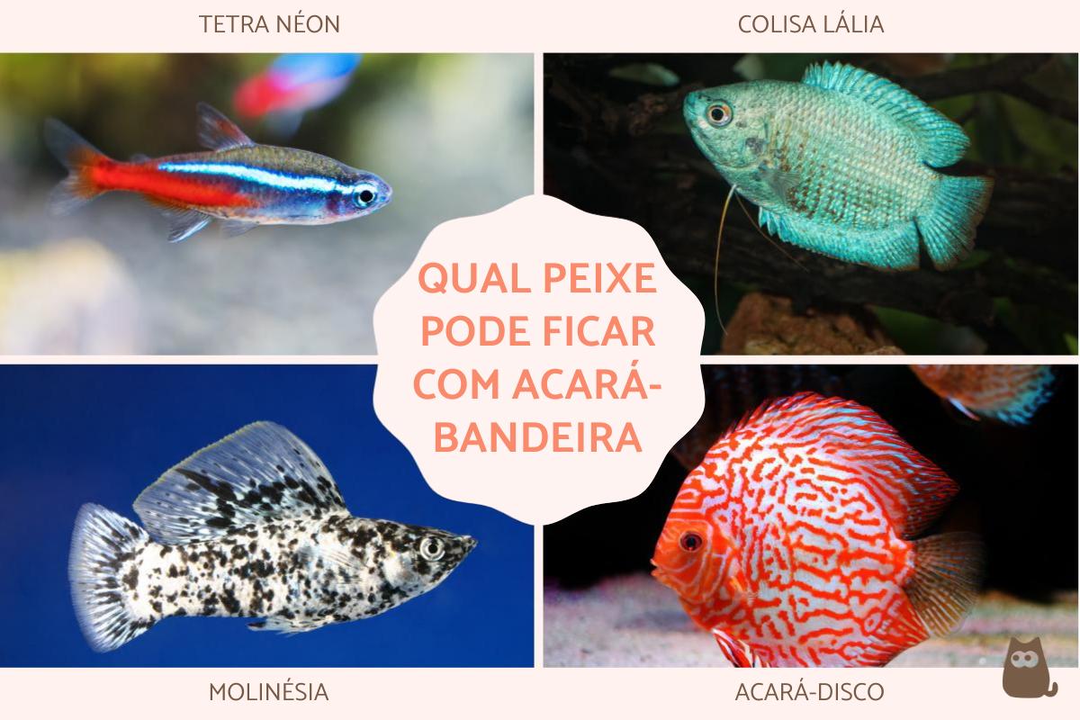 Qual peixe pode ficar com acará-bandeira?