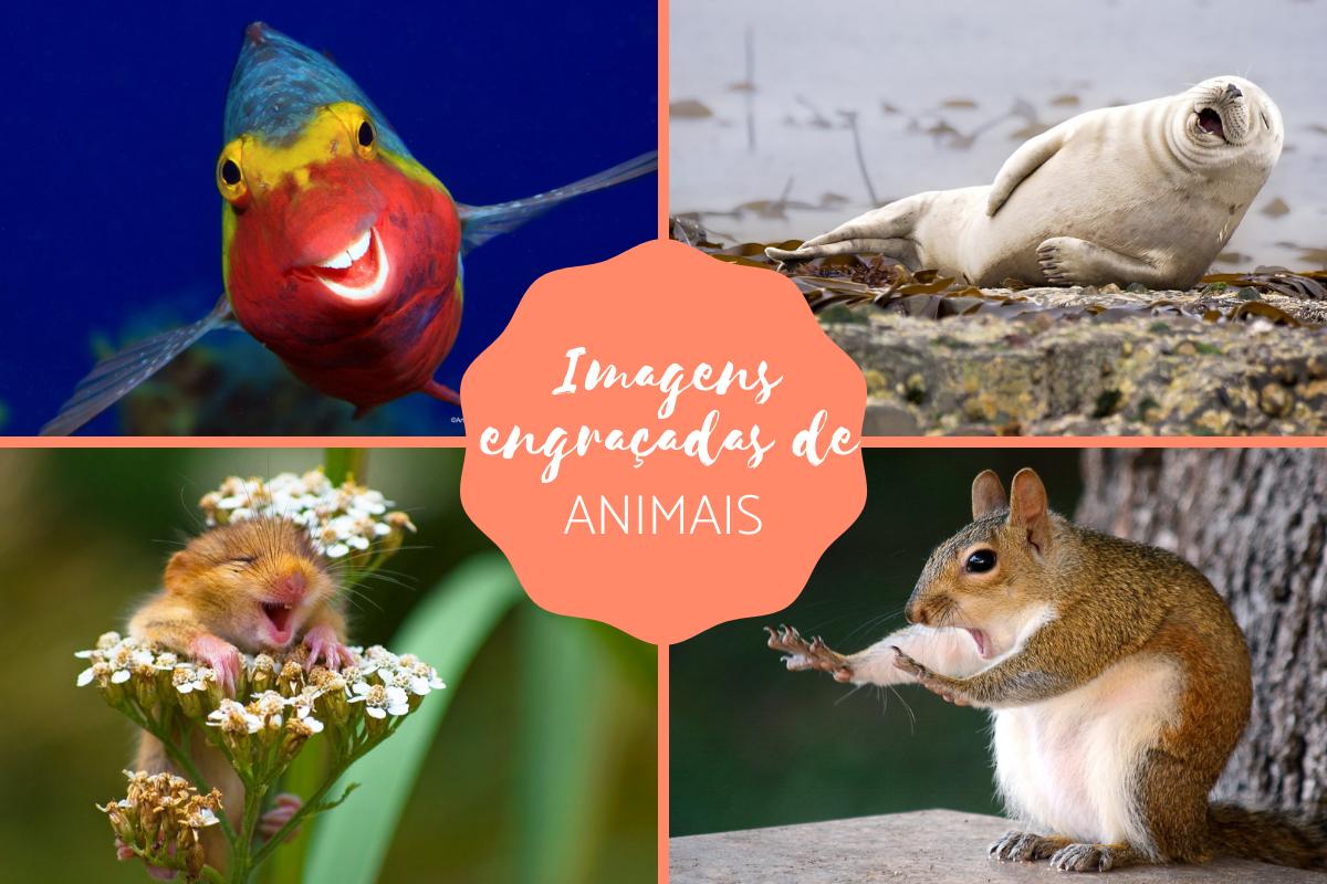 As melhores imagens engraçadas de animais