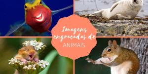 As melhores imagens engraçadas de animais