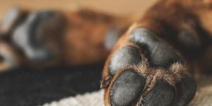 É normal cachorro roer as unhas?