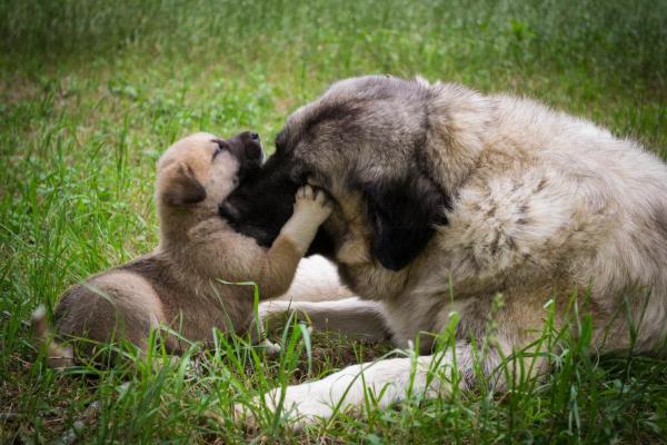 Quanto tempo o cachorro lembra da mãe? - Os cães se lembram da mãe?