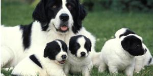 Quanto tempo o cachorro lembra da mãe?